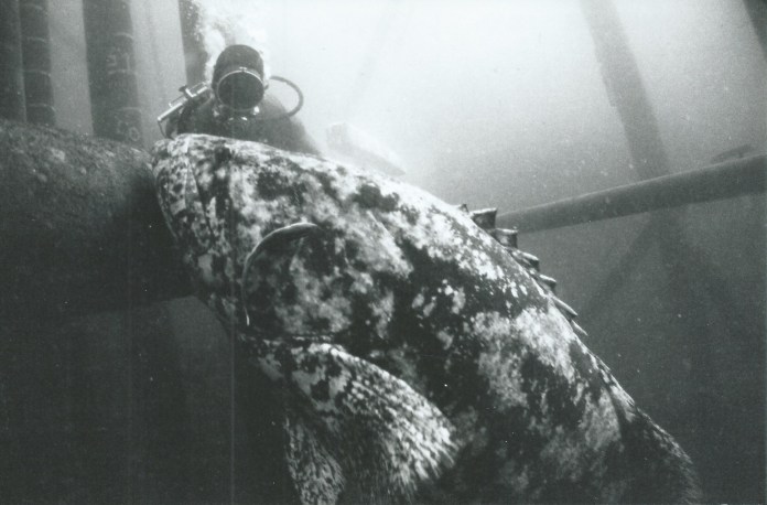 Louis Gorce Emeraude.jpeg